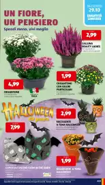 Volantino ALDI | ALDI Offerte da Lunedi 26 Ottobre Pagina 33: Home Creation Coperta/Cuscino Glow in the Dark €7,99