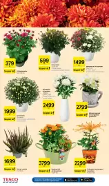 Tesco akciós újság hét 43 Oldal 20: Krizantém €19.999,00, Kompozíció cinkkaspóban €3.799,00