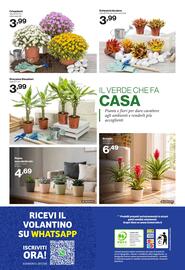 Volantino In'S Mercato Pagina 24: Crisantemi €3,99, Dracaena Steudneri €3,99