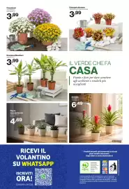 Volantino In'S Mercato Pagina 24: Crisantemi €3,99, Dracaena Steudneri €3,99