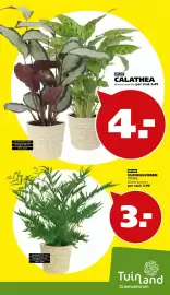 Tuinland folder Pagina 3: Tuinland VLEUGELVAREN PTERIS €3,99, Calathea €4,00