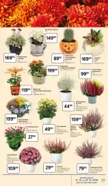 Tesco leták týden 43 Strana 29: Aranžmá v dýni €169,90, Calluna barvená €79,90