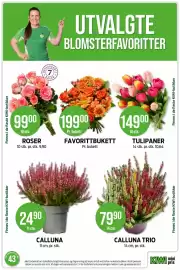 Kiwi kundeavis uke 43 Side 19: CALLUNA TRIO €79,90, TULIPANER €149,00
