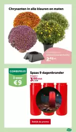 AVEVE folder Pagina 23: Chrysanten in alle kleuren en maten €2,49, Spaas 9 dagenbrander €9,00