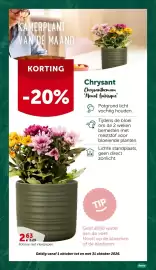 AVEVE folder Pagina 24: Chrysanthemum €2,63
