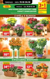 Biedronka gazetka | Codziennie niskie ceny Strona 27: Cyklamen wielkokwiatowy*** €14,99