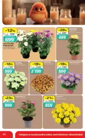 Auchan akciós újság hét 43 Oldal 48: Krizantém €2.199,00, MULTIFLÓRA KRIZANTÉM €699,00