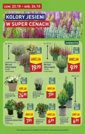 ALDI gazetka | Pełna oferta Strona 45: GARDENLINE Wrzos zwyczajny €9,99, GARDENLINE Cyprysik Lawsona Sztuka €6,99