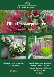 Plantorama tilbudsavis Side 1: Julerose Helleborus niger €59,95