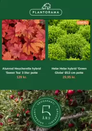 Plantorama tilbudsavis Side 2: PLANTORAMA Alunrod Heucherella hybrid 'Sweet Tea' 3 liter potte 129 kr. 3 FOR 75,- Hebe Hebe