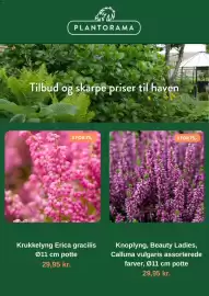 Plantorama tilbudsavis Side 3: PLANTORAMA Tilbud og skarpe priser til haven 3 FOR 75,- 3 FOR 75,- Krukkelyng Erica gracilis