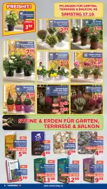 Center Shop Flugblatt woche 42 Seite 8: Christrosen €3,99, Chrysanthemen €2,99