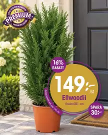 EKO reklamblad vecka 43 Sida 8: Ellwoodii €149,00