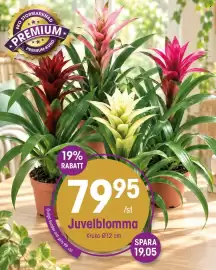EKO reklamblad vecka 43 Sida 6: Juvvelblomma €79,95