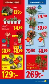 Lidl reklamblad vecka 44 Sida 21: Amaryllis €59,90, Kaktusar och suckulenter i zinkhink €34,90