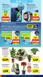 Hofer Flugblatt woche 43 Seite 44: Wachs-Amaryllis €5,99, Amaryllis €3,79