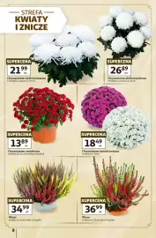 Auchan gazetka tydzień 43 Strona 8: Chryzantema samokrzew w donicy 21 cm €13,89