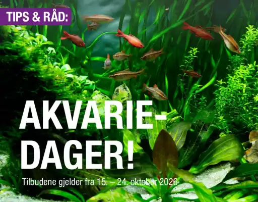 Buddy (gyldig til 24-10)