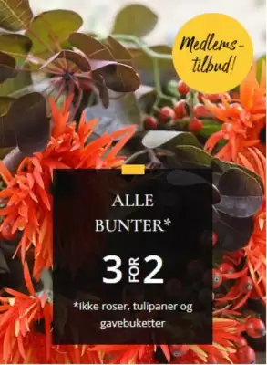 Floriss (gyldig til 3-11)