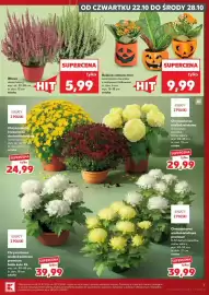 Kaufland gazetka tydzień 43 Strona 7: Wrzos €5,99, Chryzantema wielkokwiatowa premium białe kule XL €39,99
