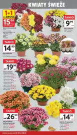 Intermarche gazetka tydzień 43 Strona 4: Chryzantema €9,99, Chryzantema €14,99