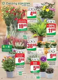 Dino gazetka tydzień 43 Strona 64: Chryzantema €4,99, Chryzantema trzykolorowa €6,99