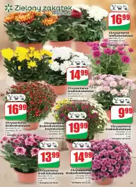 Dino gazetka tydzień 43 Strona 65: Chryzantema wielkokwiatowa €16,99, Chryzantema średniokwiatowa €9,99