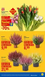 Lidl gazetka tydzień 43 Strona 103: Wrzosiec €9,99, Wrzos maxi €21,99