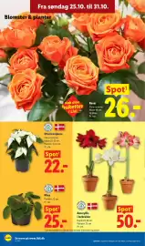 Lidl tilbudsavis uge 44 Side 31: Amaryllis i lerkrukke €50,00, Efterårsstjerne €22,00