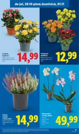 Catalog Lidl săptămâna 44 Pagină 41: Calluna vulgaris €14,99, Crizantemă multifloră €12,99