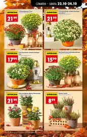 Biedronka gazetka | Codziennie niskie ceny Strona 19: Chryzantema drobnokwiatowa €15,99