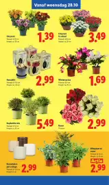 Lidl folder week 44 Pagina 15: Rozen €2,99, Euphorbia mix €5,49