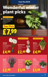 Lidl leaflet week 44 Page 23: Twin Stem Amaryllis €4,99, Hyacinth in Glass €2,49