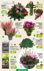 Salzburger Lagerhaus Flugblatt Seite 3: Chrysanthemum indicum / Herbst-Chrysantheme €2,99, Gartenpracht Graberde €5,49