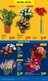 Lidl Prospekt woche 44 Seite 37: Heidekraut (Calluna vulgaris) €2,29, Deko-Chrysanthemen €7,99