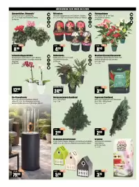 V Baumarkt Prospekt woche 44 Seite 2: Ritterstern Amaryllis Hippeastrum €4,99, Alpenveilchen „Mammoth“ €8,99