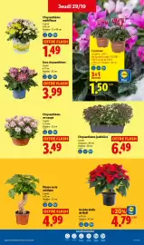 Catalogue Lidl | Les promos de la semaine page 33: LIDL Grande étoile de Noël €4,79, Chrysanthème jardinière €6,49