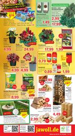Wiglo Wunderland Prospekt woche 44 Seite 12: Ritterstern »Amaryllis« €4,99