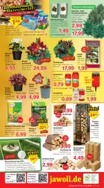 Wiglo Wunderland Prospekt woche 44 Seite 12: Ritterstern »Amaryllis« €4,99