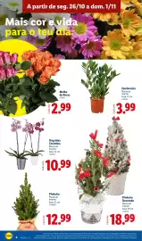 Folheto Lidl semana 44 Página 4: Orquídea Cerâmica €10,99, Pinheiro €12,99