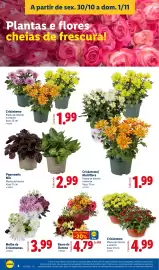 Folheto Lidl | Fim-de-Semana Página 4: Peperomia Mix €2,99, Crisântemo €1,99