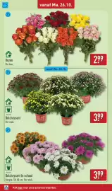 ALDI folder week 44 Pagina 36: Bolchrysant in schaal €3,99, Rozen €2,99