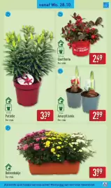 ALDI folder week 44 Pagina 37: Potlelie €3,39, Balkonbakje €3,99
