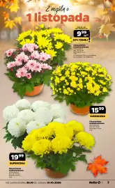 Netto gazetka tydzień 44 Strona 7: 1999 SUPERCENA Chryzantema wielkokwiatowa (różne kolory) wys. 30-35 cm doniczka o 19 cm 1