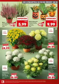 Kaufland gazetka Strona 9: OD CZWARTKU 22.10 DO ŚRODY 28.10 Wrzos różne kolory, wys. ok. 23-28 cm, śr. don. 12 cm sztuka