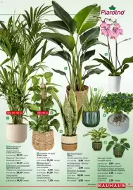 Bauhaus Prospekt Seite 19: Kentiapalme €39,99, Efeutute am Moosstab €29,99