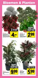 Vomar Voordeelmarkt folder week 44 Pagina 29: Kamerplant €9,99, Skimmia Rubella €5,99