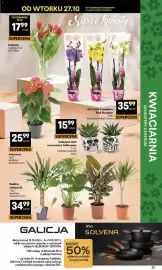 Delikatesy Centrum gazetka tydzień 44 Strona 37: Rośliny zielone XL €34,99, Storczyk 3-pędowy Pink October €35,99
