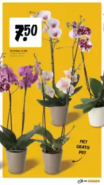 Jumbo folder week 44 Pagina 35: Orchidee 2-tak €7,50
