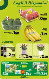Volantino Coop Pagina 13: Crisantemo in vaso €2,59, Roselline in vaso €2,79